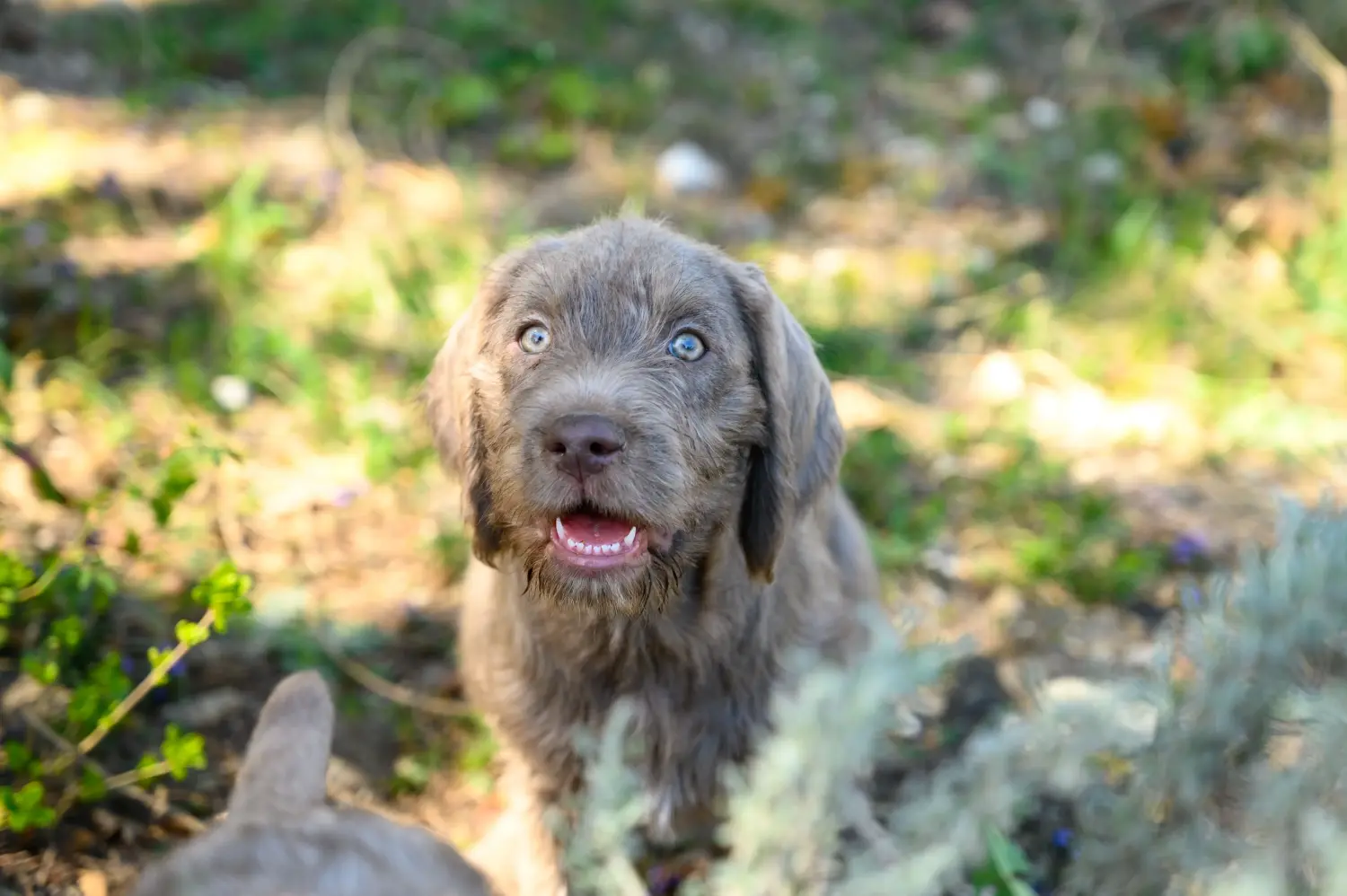 Een Slowaakse ruwharige puppy kopen betekent verantwoordelijkheid nemen! Slowaakse ruwharige puppy kopen.