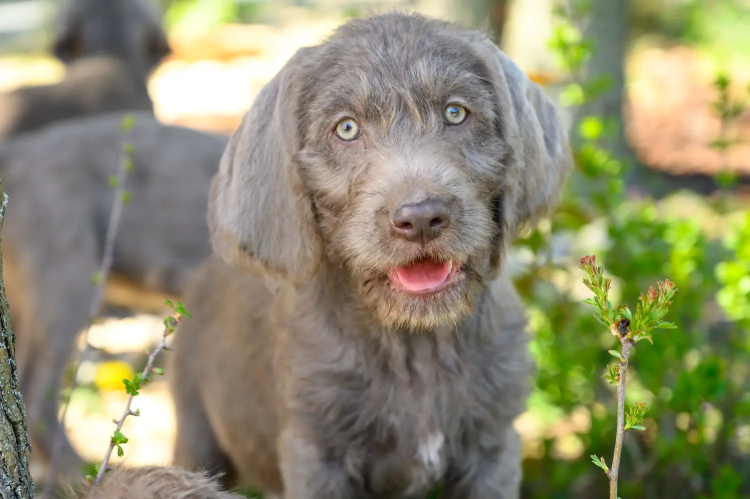 Een Slowaakse ruwharige puppy kopen betekent verantwoordelijkheid nemen! Slowaakse ruwharige puppy kopen.