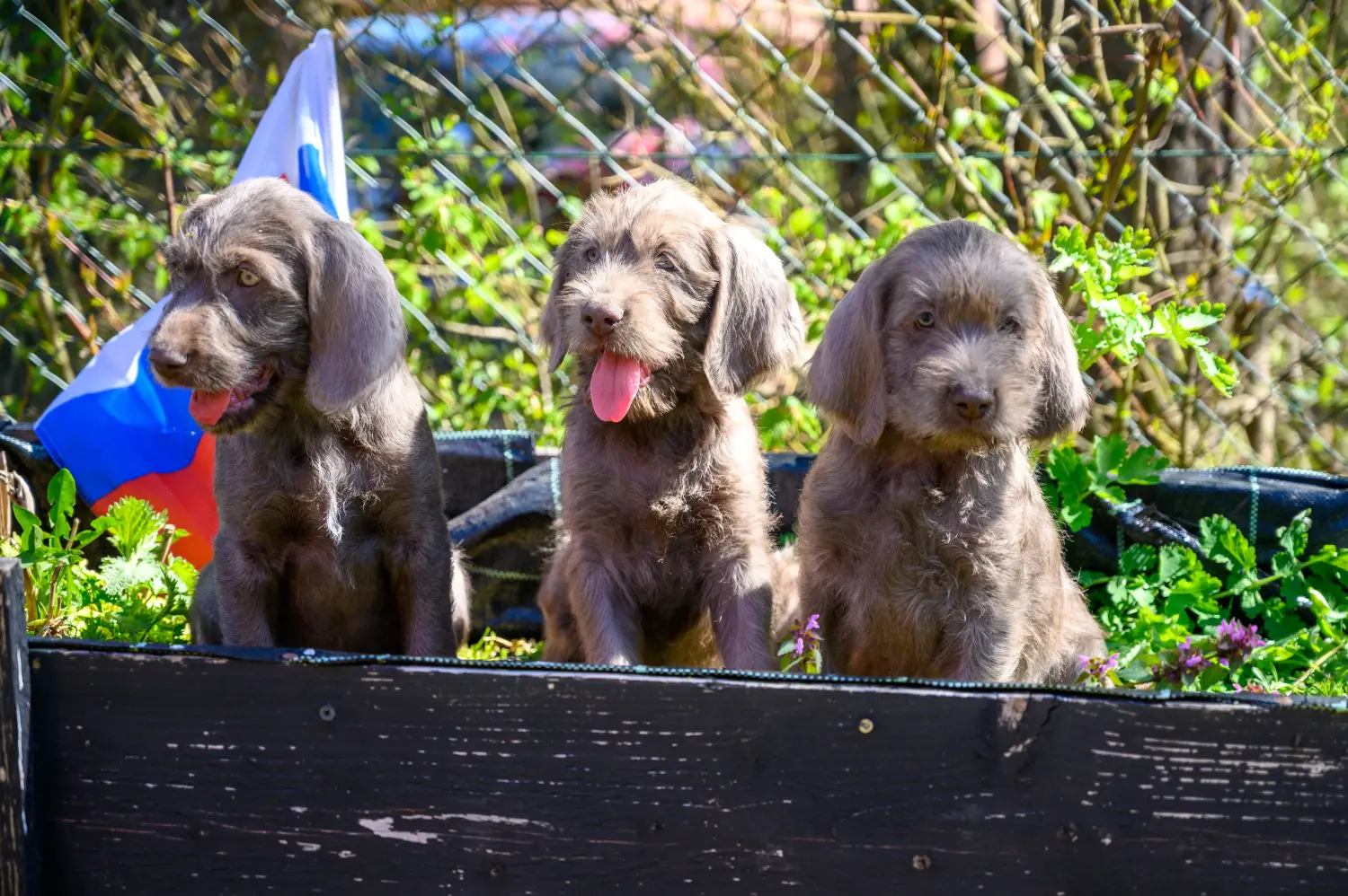 Een Slowaakse ruwharige puppy kopen betekent verantwoordelijkheid nemen! Slowaakse ruwharige puppy kopen.