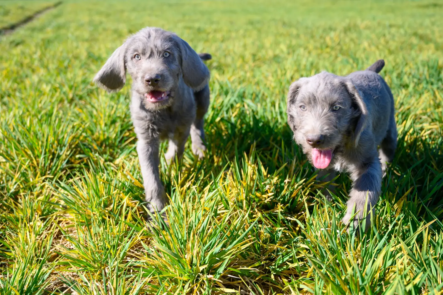 Een Slowaakse ruwharige puppy kopen betekent verantwoordelijkheid nemen! Slowaakse ruwharige puppy kopen.