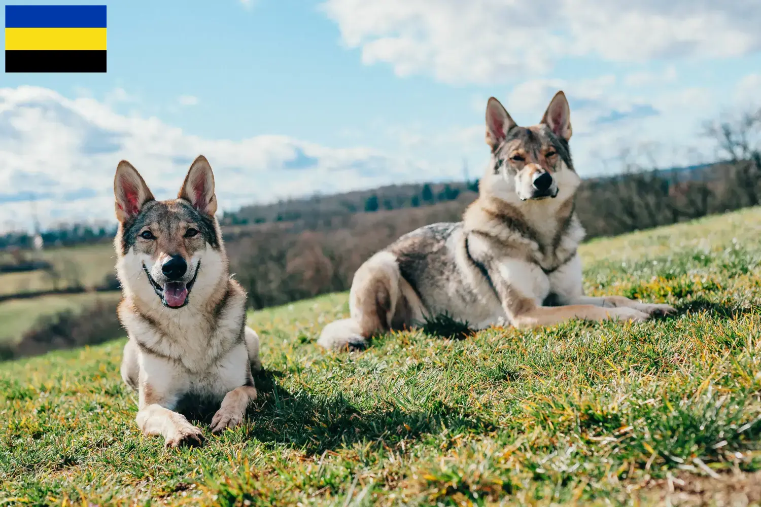 Tamaskan pups en fokker Gelderland Hier vind je Tamaskans fokkers in Gelderland.