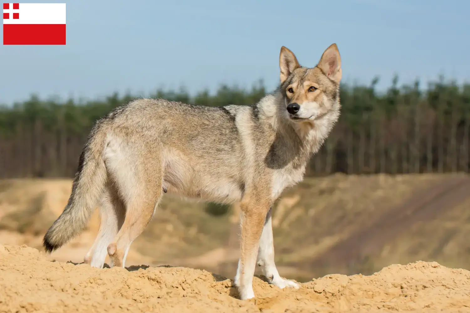 Tamaskan pups en fokker Utrecht Hier vind je Tamaskans fokkers in Utrecht.