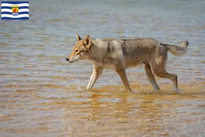Lees meer over het artikel Tamaskan fokkers en pups in Zeeland