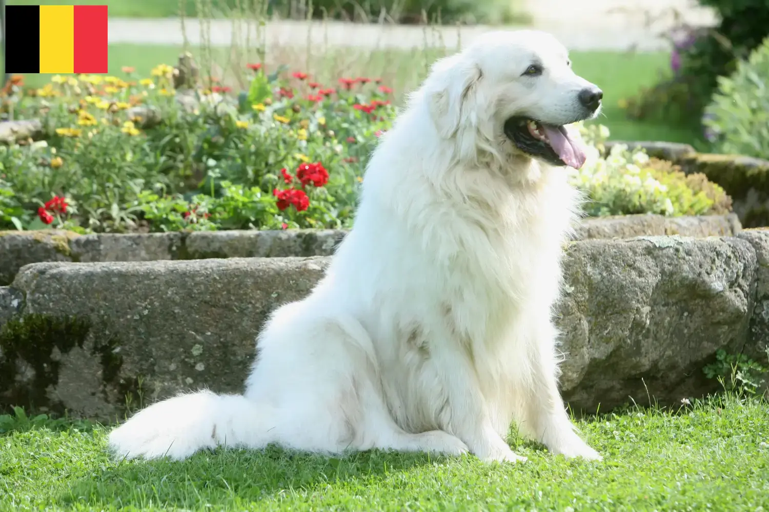 Lees meer over het artikel Tatra Herdershonden fokkers en pups in België