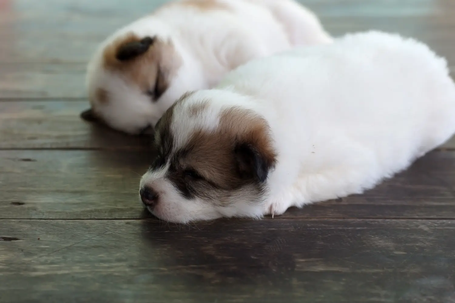 Een Thai Bangkaew Dog puppy kopen betekent verantwoordelijkheid nemen! Thaise Bangkaew hond puppy's kopen.