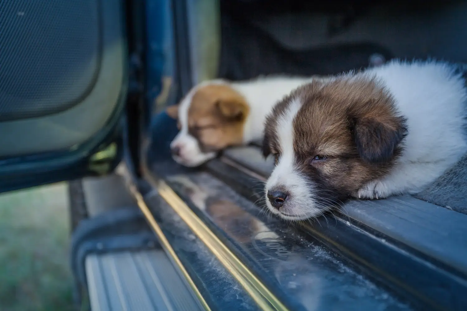 Een Thai Bangkaew Dog puppy kopen betekent verantwoordelijkheid nemen! Thaise Bangkaew hond puppy's kopen.