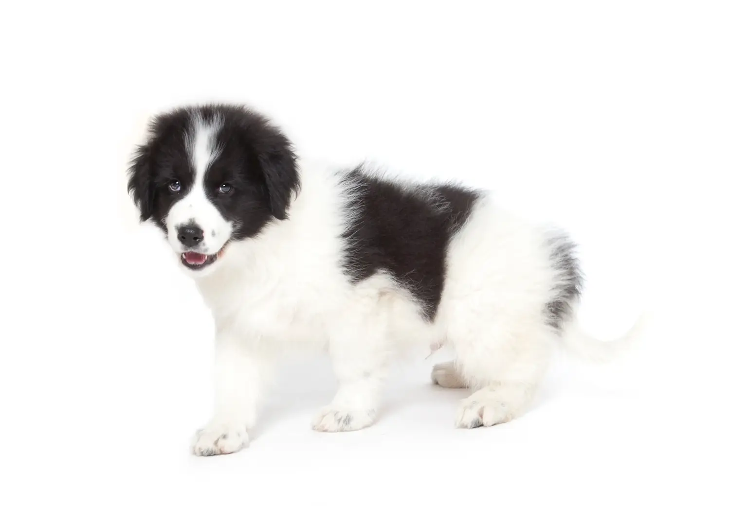 Een Tornjak puppy kopen betekent verantwoordelijkheid nemen! Tornjak puppy's kopen.