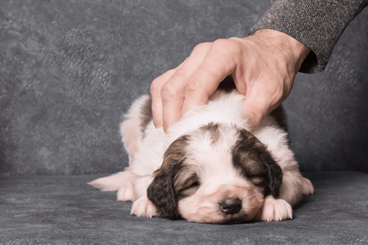 Een Tornjak puppy kopen betekent verantwoordelijkheid nemen! Tornjak puppy's kopen.