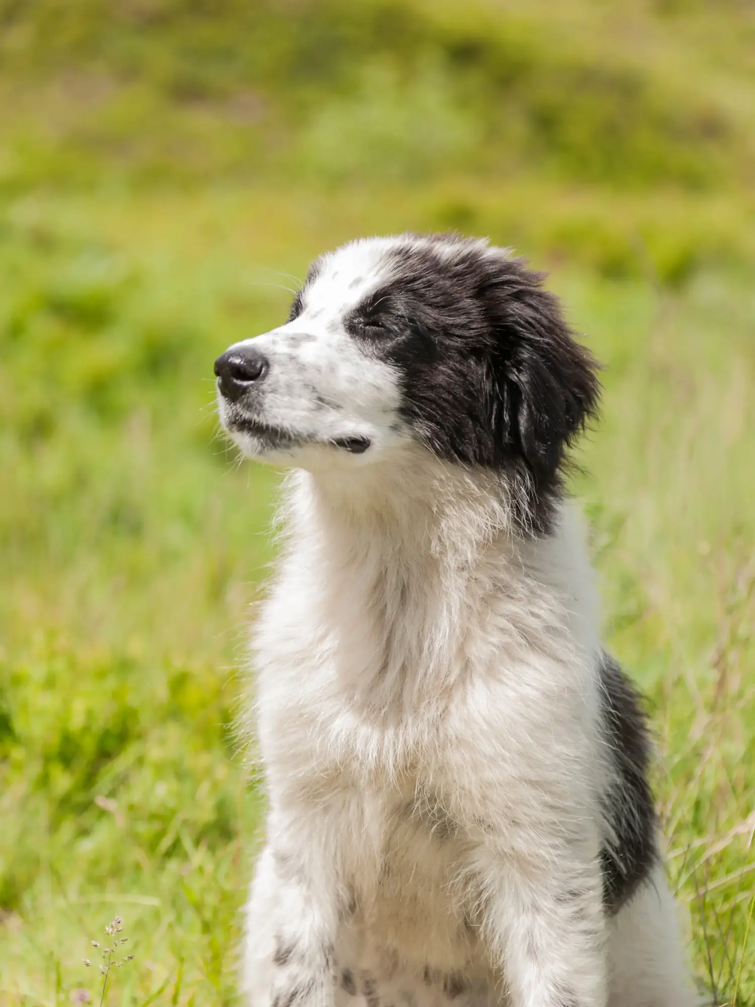Een Tornjak puppy kopen betekent verantwoordelijkheid nemen! Tornjak puppy's kopen.