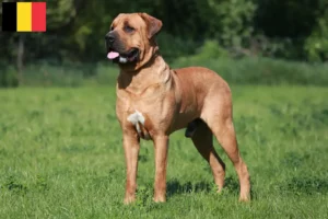 Lees meer over het artikel Tosa fokkers en pups in België