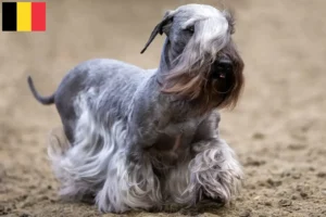 Lees meer over het artikel Tsjechische Terrier fokker en puppies in België