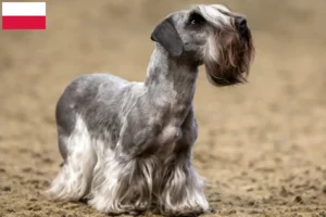 Lees meer over het artikel Tsjechische Terrier Fokker en Puppies in Polen