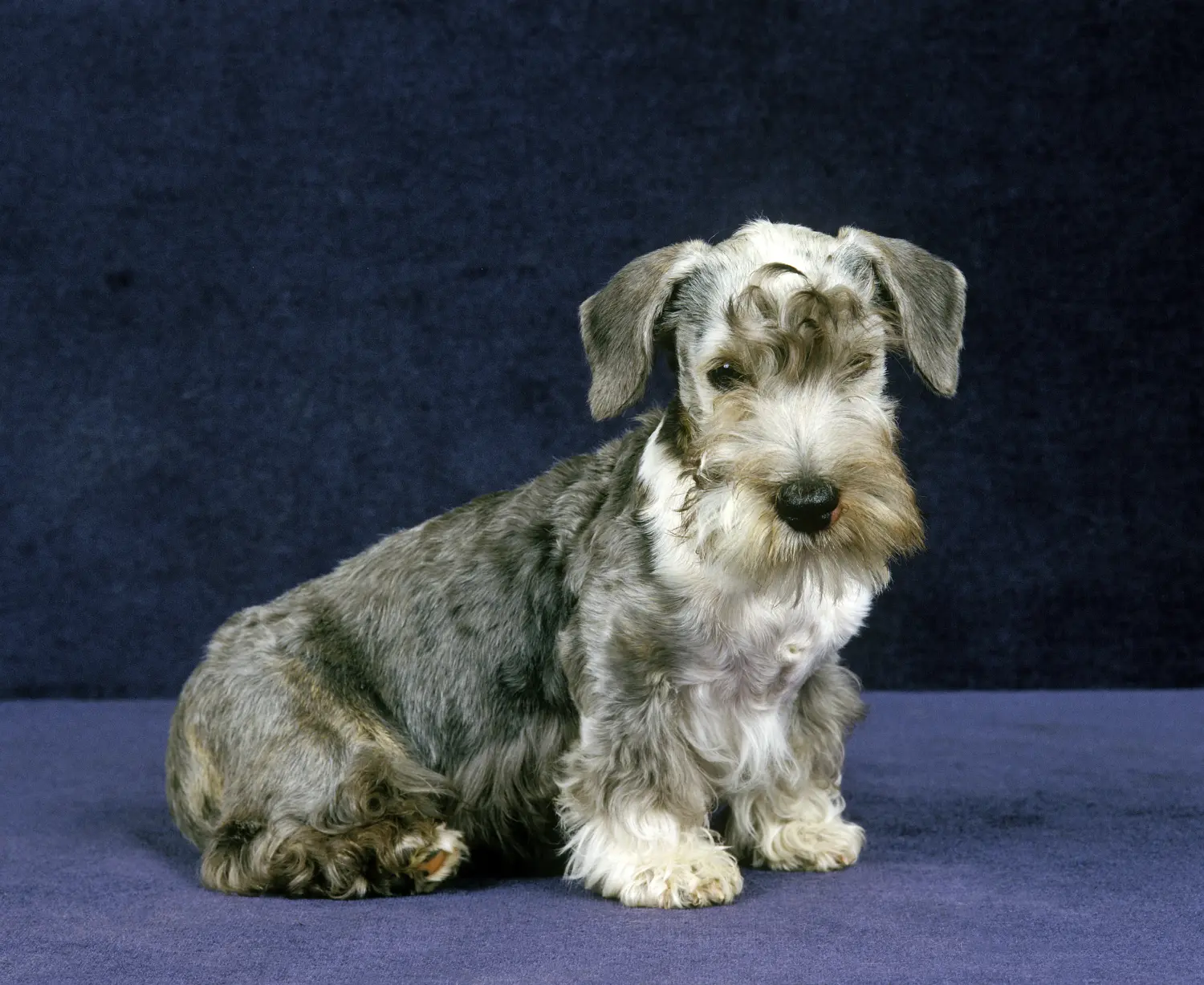 Een Tsjechische Terrier puppy kopen betekent verantwoordelijkheid nemen! Tsjechische Terrier puppy kopen.