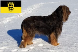 Lees meer over het artikel Wäller fokkers en pups in Baden-Württemberg