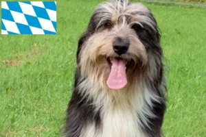 Lees meer over het artikel Wäller fokkers en pups in Beieren