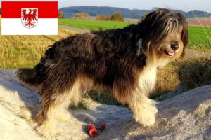 Lees meer over het artikel Wäller fokkers en pups in Brandenburg