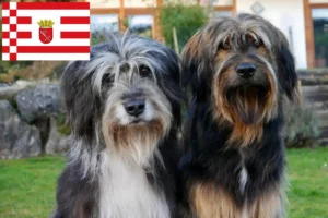 Lees meer over het artikel Wäller fokkers en pups in Bremen