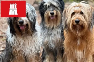 Lees meer over het artikel Wäller fokkers en pups in Hamburg