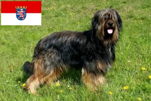 Lees meer over het artikel Wäller fokkers en pups in Hessen