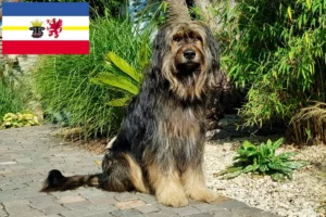 Lees meer over het artikel Wäller fokkers en pups in Mecklenburg-Vorpommern