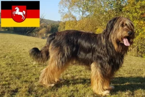 Lees meer over het artikel Wäller fokkers en pups in Nedersaksen