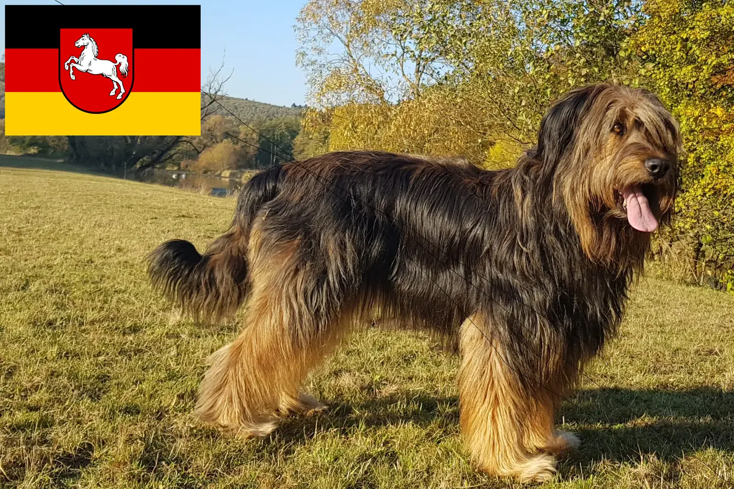 Lees meer over het artikel Wäller fokkers en pups in Nedersaksen