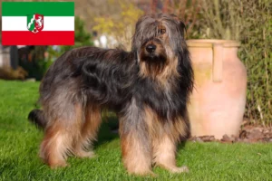 Lees meer over het artikel Wäller fokkers en pups in Noordrijn-Westfalen
