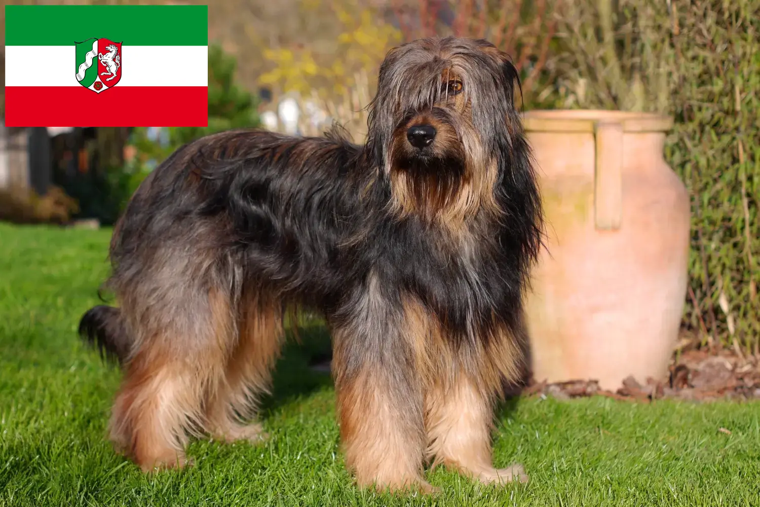 Wäller pups en fokkers Noordrijn-Westfalen Hier vind je Wäller fokkers in Noordrijn-Westfalen.
