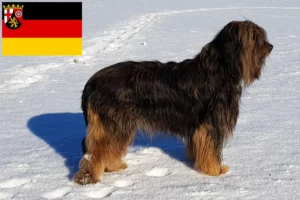 Lees meer over het artikel Wäller fokkers en pups in Rijnland-Palts