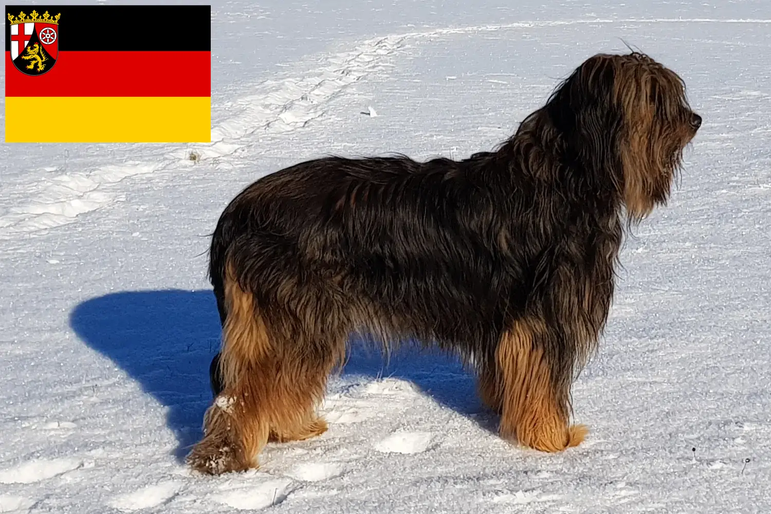 Lees meer over het artikel Wäller fokkers en pups in Rijnland-Palts