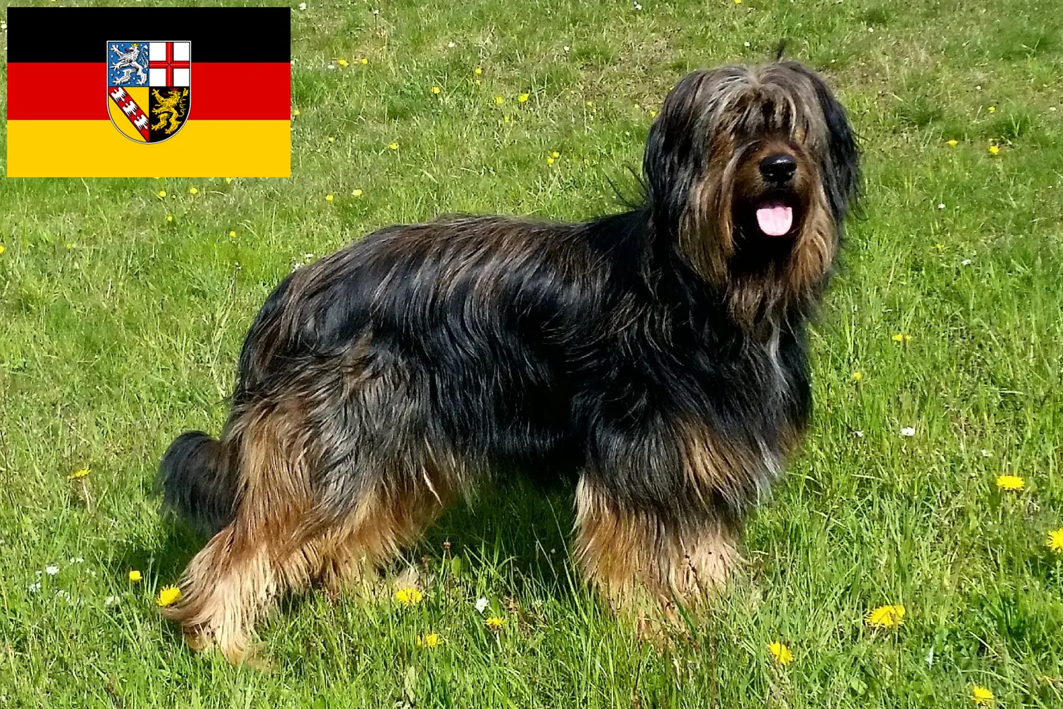 Lees meer over het artikel Wäller fokkers en pups in Saarland