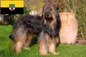 Lees meer over het artikel Wäller fokkers en pups in Saksen-Anhalt