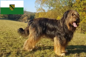 Lees meer over het artikel Wäller fokkers en pups in Saksen