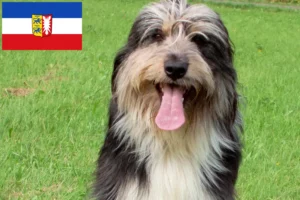 Lees meer over het artikel Wäller fokkers en pups in Sleeswijk-Holstein