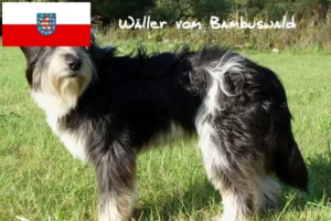 Lees meer over het artikel Wäller fokkers en pups in Thüringen