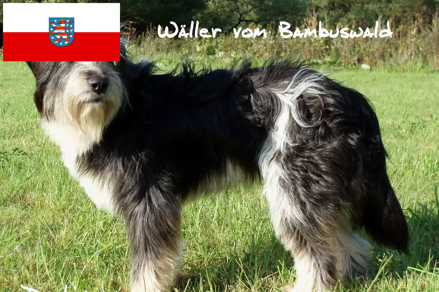 Lees meer over het artikel Wäller fokkers en pups in Thüringen