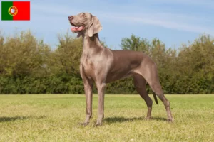 Lees meer over het artikel Weimaraner fokkers en pups in Portugal