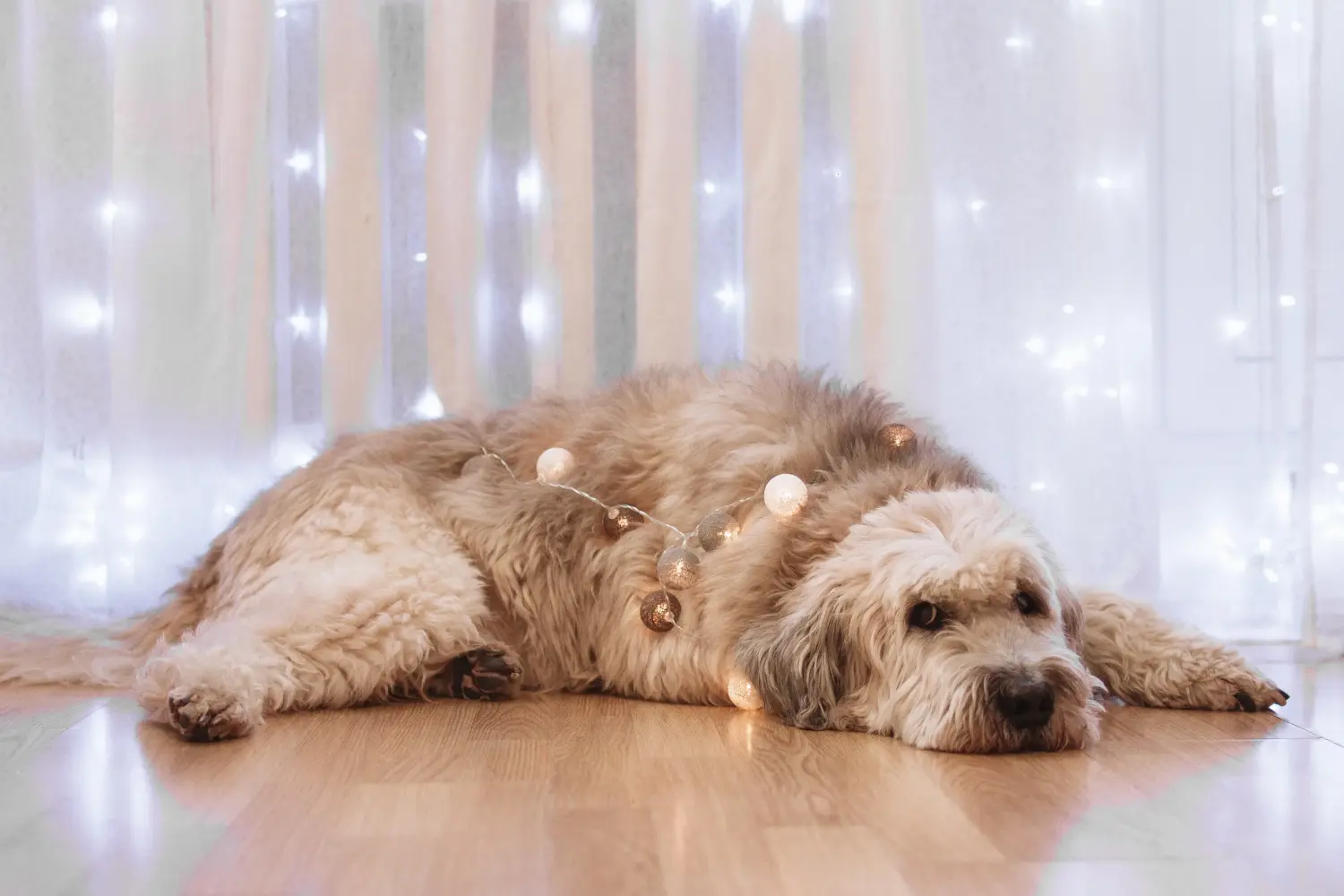Een Zuid-Russische Owcharka puppy kopen betekent verantwoordelijkheid nemen! Zuid-Russische Ovtcharka puppy's kopen.