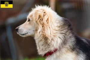Lees meer over het artikel Aidi fokkers en pups in Baden-Württemberg
