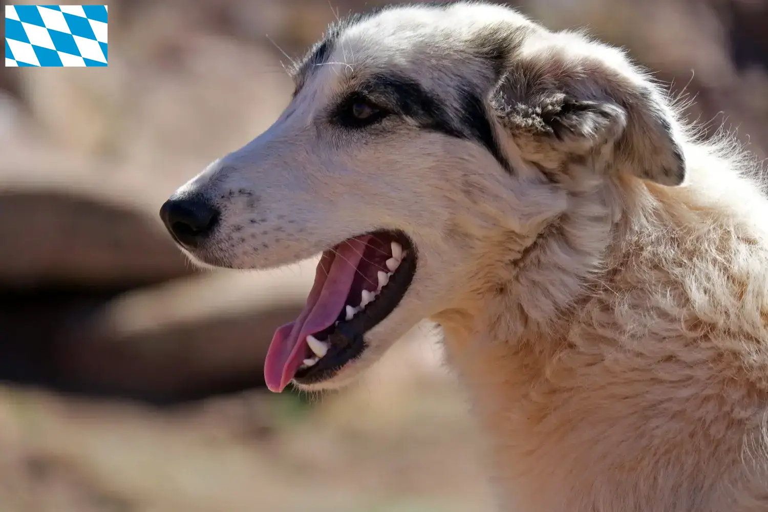 Aidi pups en fokkers Beieren Hier vind je Aidis fokkers in Beieren.