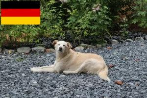 Lees meer over het artikel Aidi fokkers en pups in Duitsland