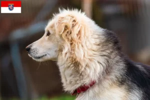 Lees meer over het artikel Aidi fokkers en pups in Hessen