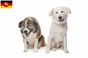 Lees meer over het artikel Aidi fokkers en pups in Nedersaksen