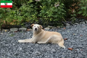 Lees meer over het artikel Aidi fokkers en pups in Noordrijn-Westfalen