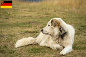 Lees meer over het artikel Aidi fokkers en pups in Rijnland-Palts