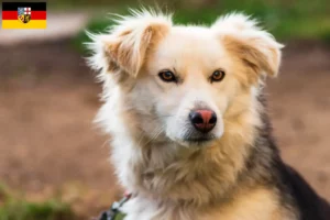 Lees meer over het artikel Aidi fokkers en pups in Saarland