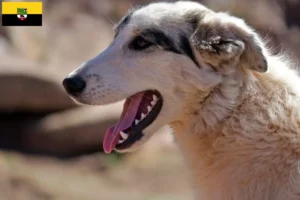 Lees meer over het artikel Aidi fokkers en pups in Saksen-Anhalt