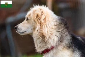 Lees meer over het artikel Aidi fokkers en pups in Saksen