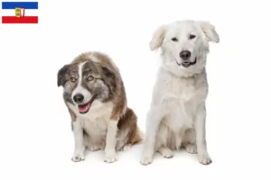 Lees meer over het artikel Aidi fokkers en pups in Sleeswijk-Holstein