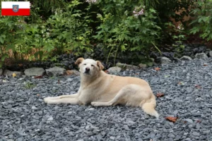 Lees meer over het artikel Aidi fokkers en pups in Thüringen